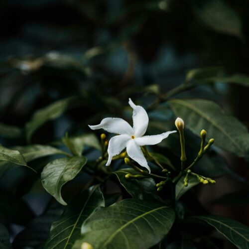 Jasmine Bouquet - Ron Miller (2008) - about 6 minutes